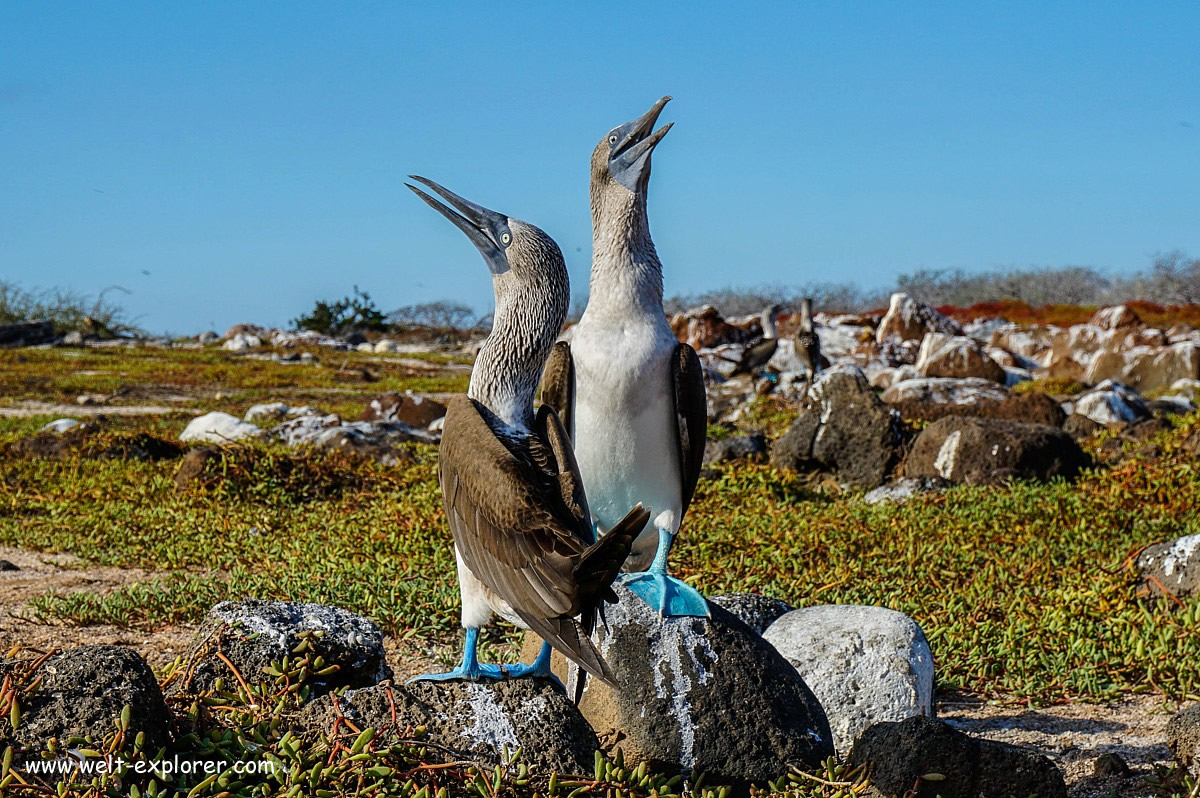 Blaufusstölpel auf Galapagos