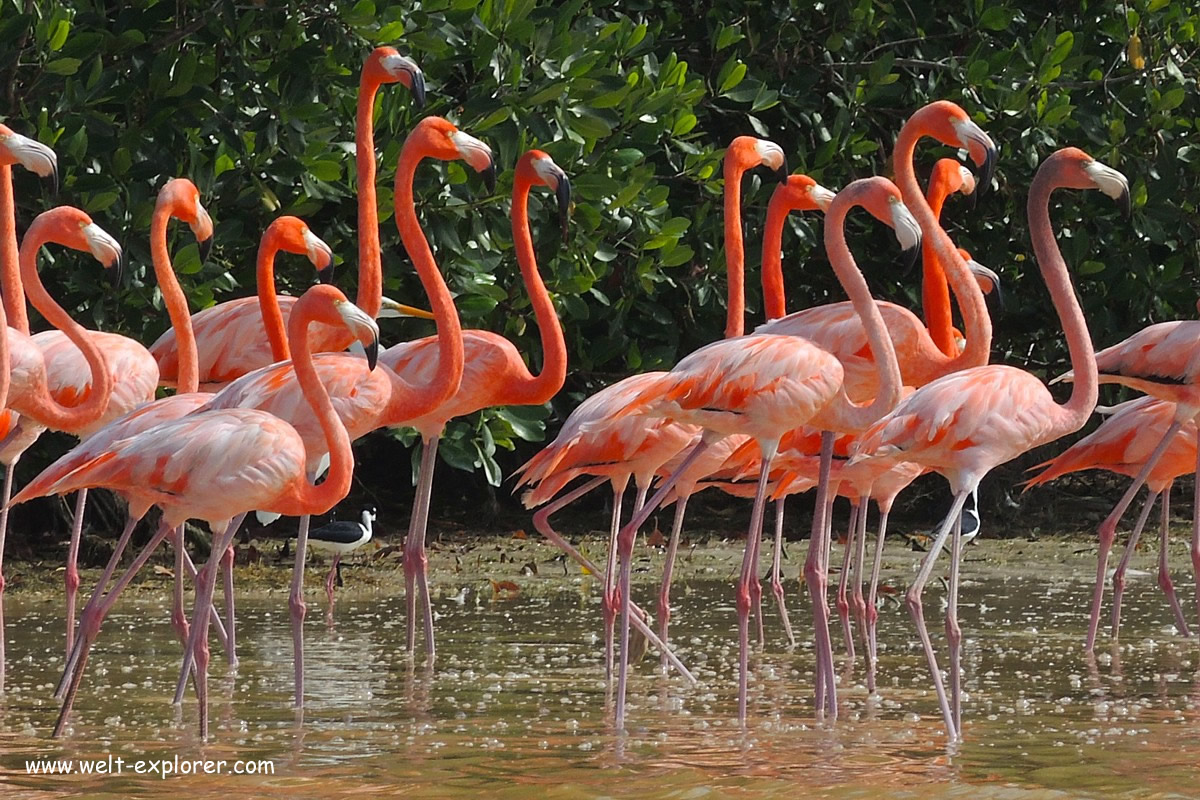 Flamingos auf der Insel Santa Cruz