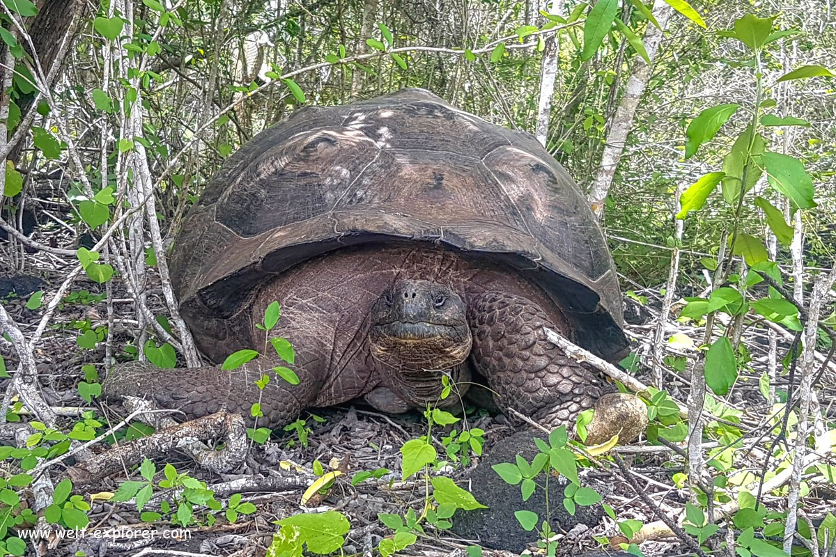 Galapagos Schildkröte