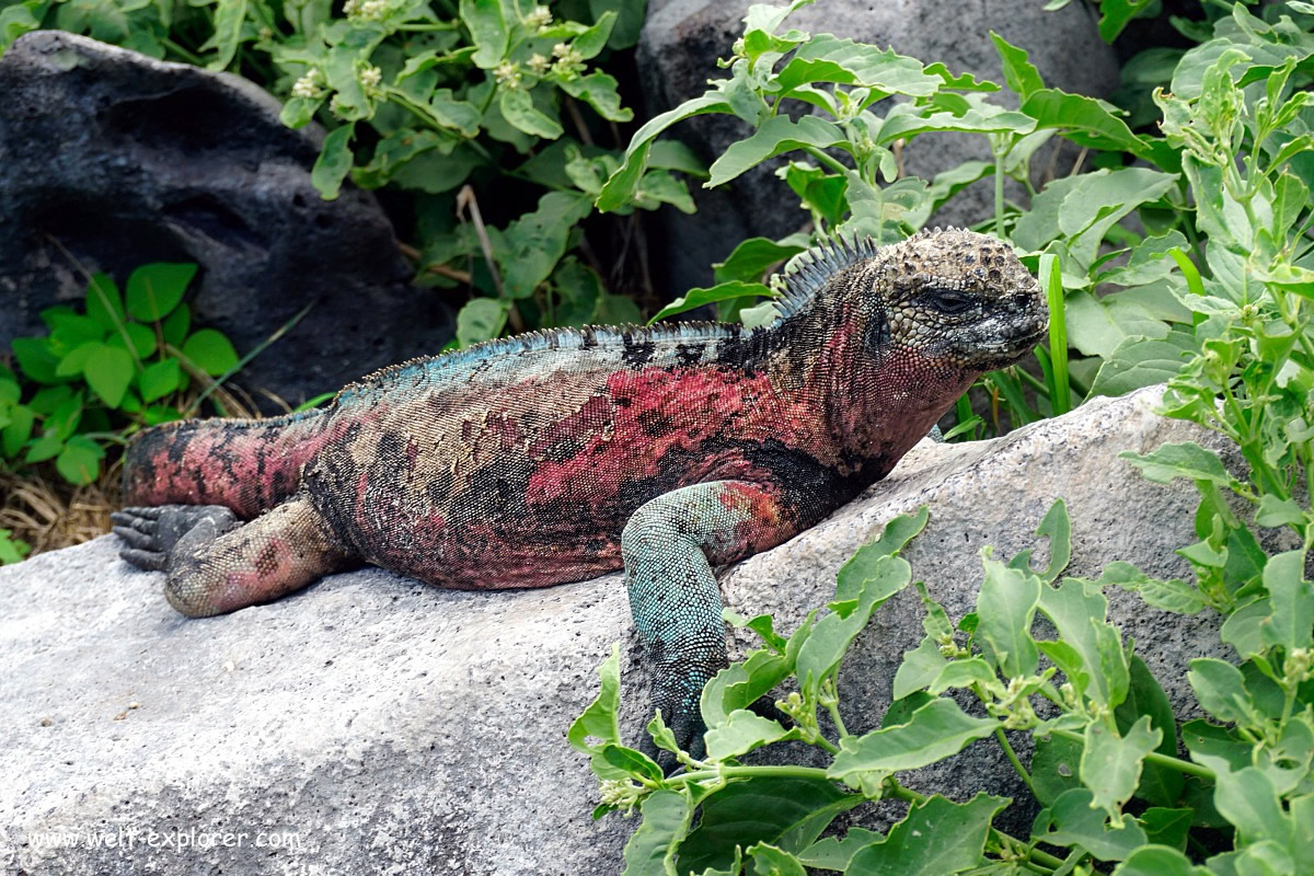 Leguan auf der Galapagos Isla Plaza