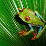 Wildlife im Tortuguero Nationalpark in Costa Rica Frosch im Tortuguero Nationalpark in Costa Rica