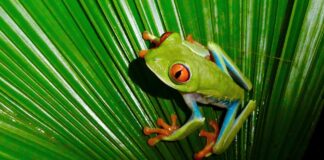 Wildlife im Tortuguero Nationalpark in Costa Rica Frosch im Tortuguero Nationalpark in Costa Rica