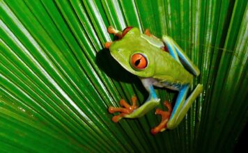 Wildlife im Tortuguero Nationalpark in Costa Rica Frosch im Tortuguero Nationalpark in Costa Rica