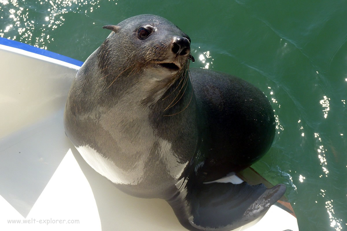 Seelöwe auf dem Schiff