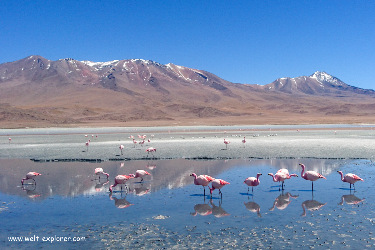 Flamingos in den Anden von Bolivien