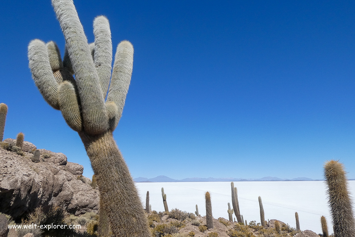 Insel Incahuasi auf dem Salar de Uyuni