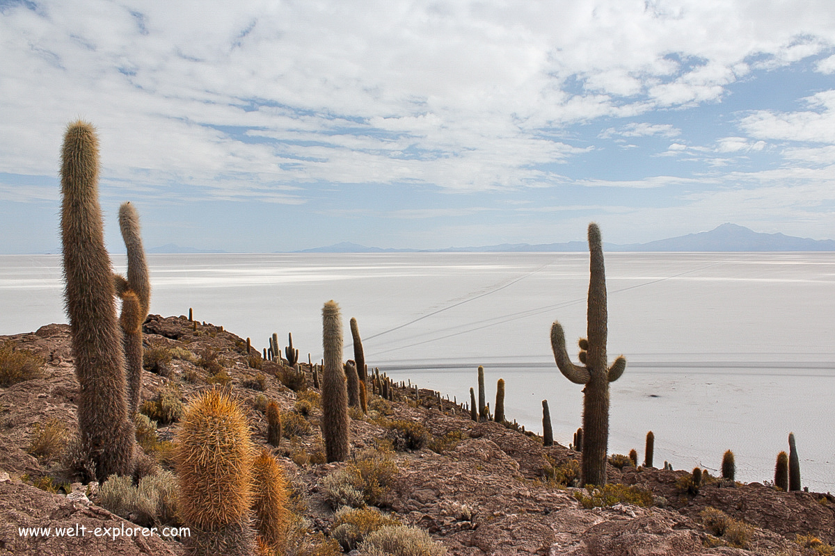 Isla Incahuasi mitten im Salar de Uyuni