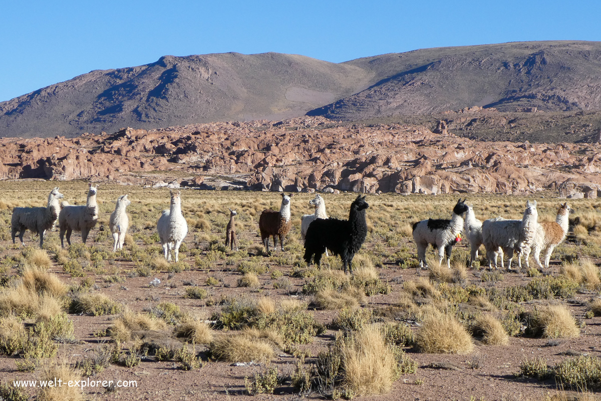 Lamas in den Anden von Bolivien