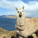 Titicacasee, Sonneninsel und Mondinsel Lama auf der Sonneninsel auf dem Titicacasee in Bolivien