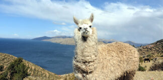 Titicacasee, Sonneninsel und Mondinsel Lama auf der Sonneninsel auf dem Titicacasee in Bolivien