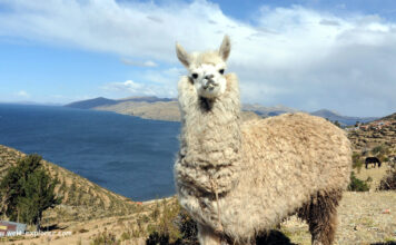 Titicacasee, Sonneninsel und Mondinsel Lama auf der Sonneninsel auf dem Titicacasee in Bolivien