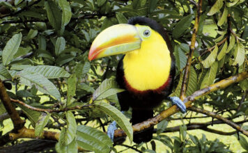 Mittelamerika und Karibik Amazonas Regenwald gehört zu den 7 Naturwunder der Welt