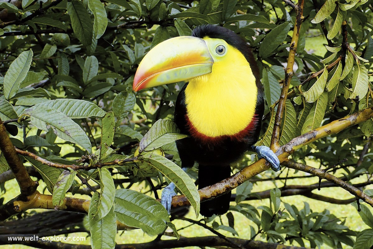 Amazonas Regenwald gehört zu den 7 Naturwunder der Welt