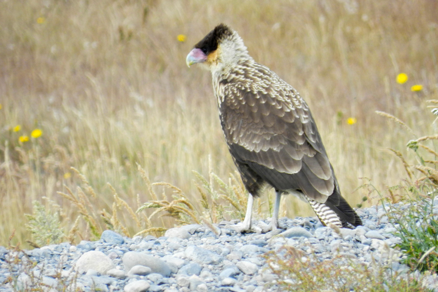 Wildlife in Patagonien