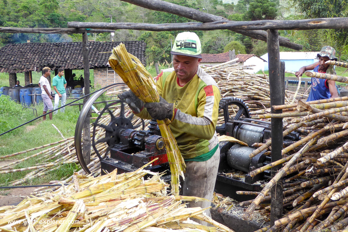 Zuckerrohr für die Produktion von Cachaca