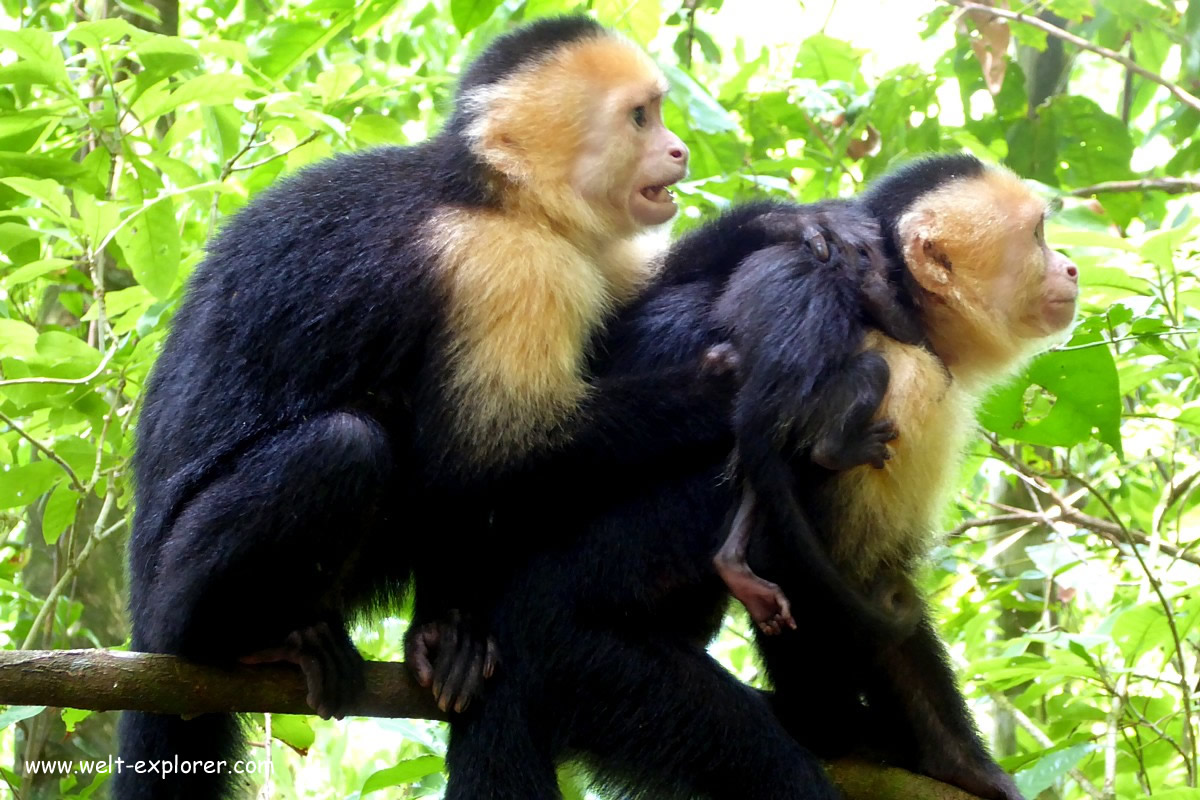 Affen im Nationalpark in Costa Rica