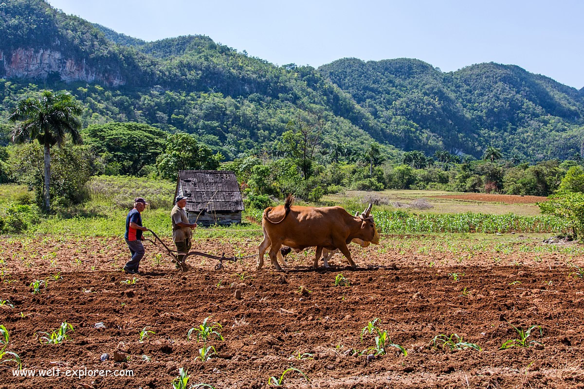 Kubanische Bauern und Ochsen
