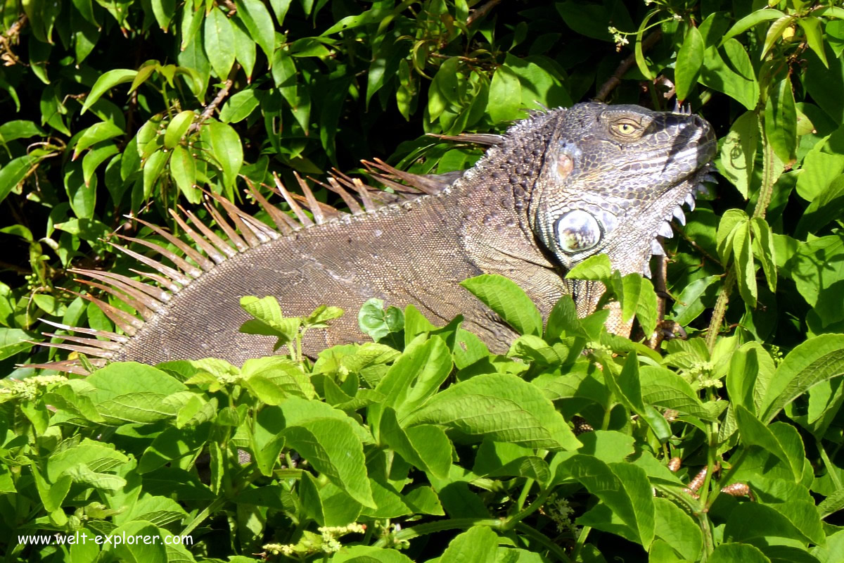 Iguana in Costa Rica