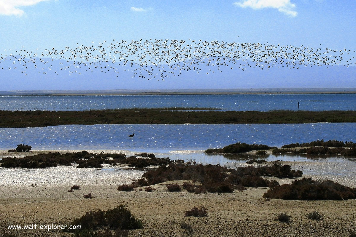 Vogelschwarm an der Pazifikküste von Mexiko
