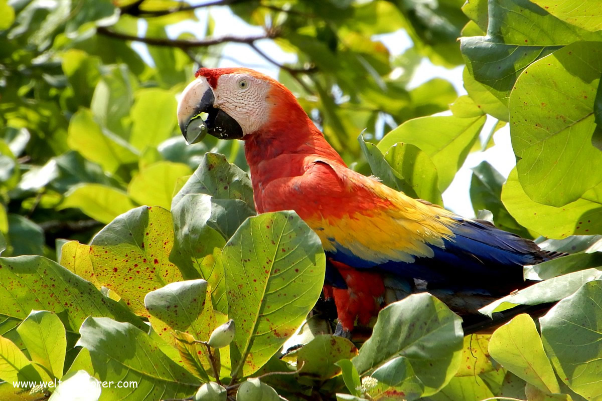 Papagei in Costa Rica