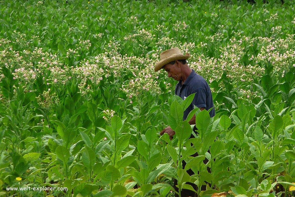Kubanischer Bauer bei der Tabakernte