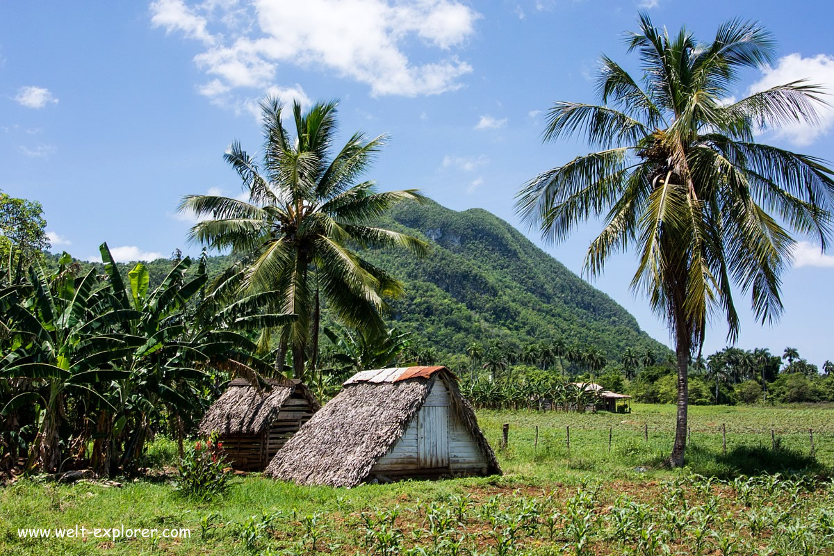 Tabakanbau bei Viñales