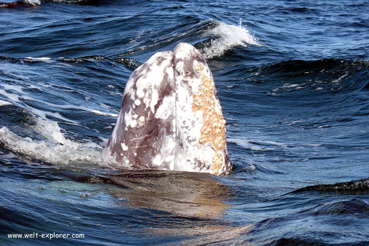 Wale beobachten auf der Baja California