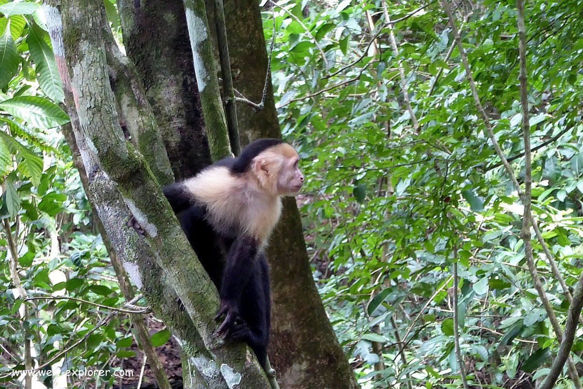 Affe auf der Insel Ometepe