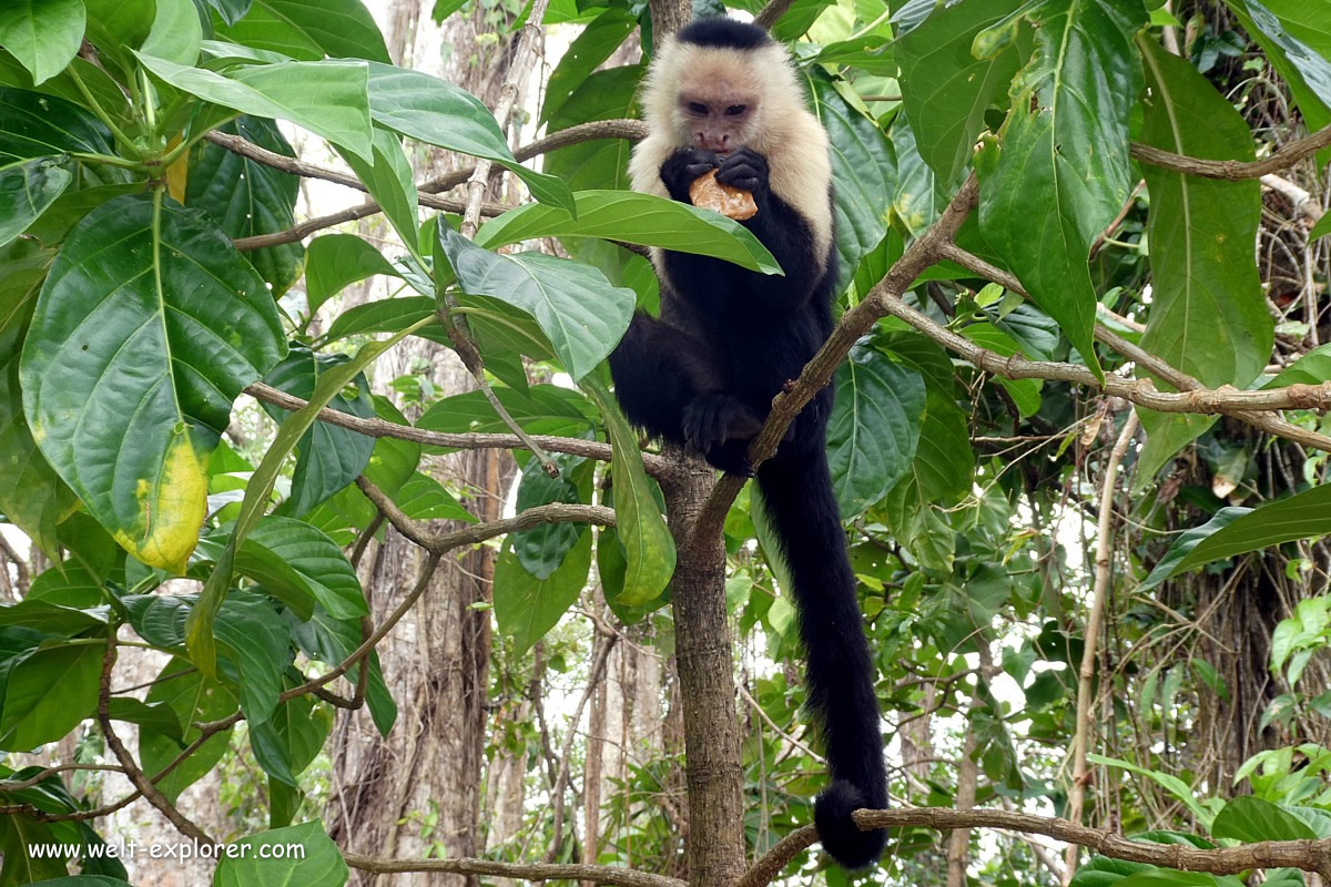 Affe im Amazonas Dschungel