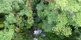 Amazonas Dschungel Expedition und Trekking Amazonas Dschungel Trekking und Expedition