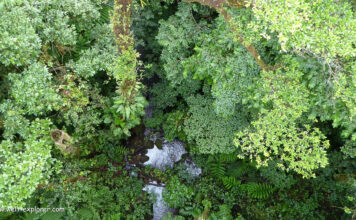 Amazonas Dschungel Expedition und Trekking Amazonas Dschungel Trekking und Expedition