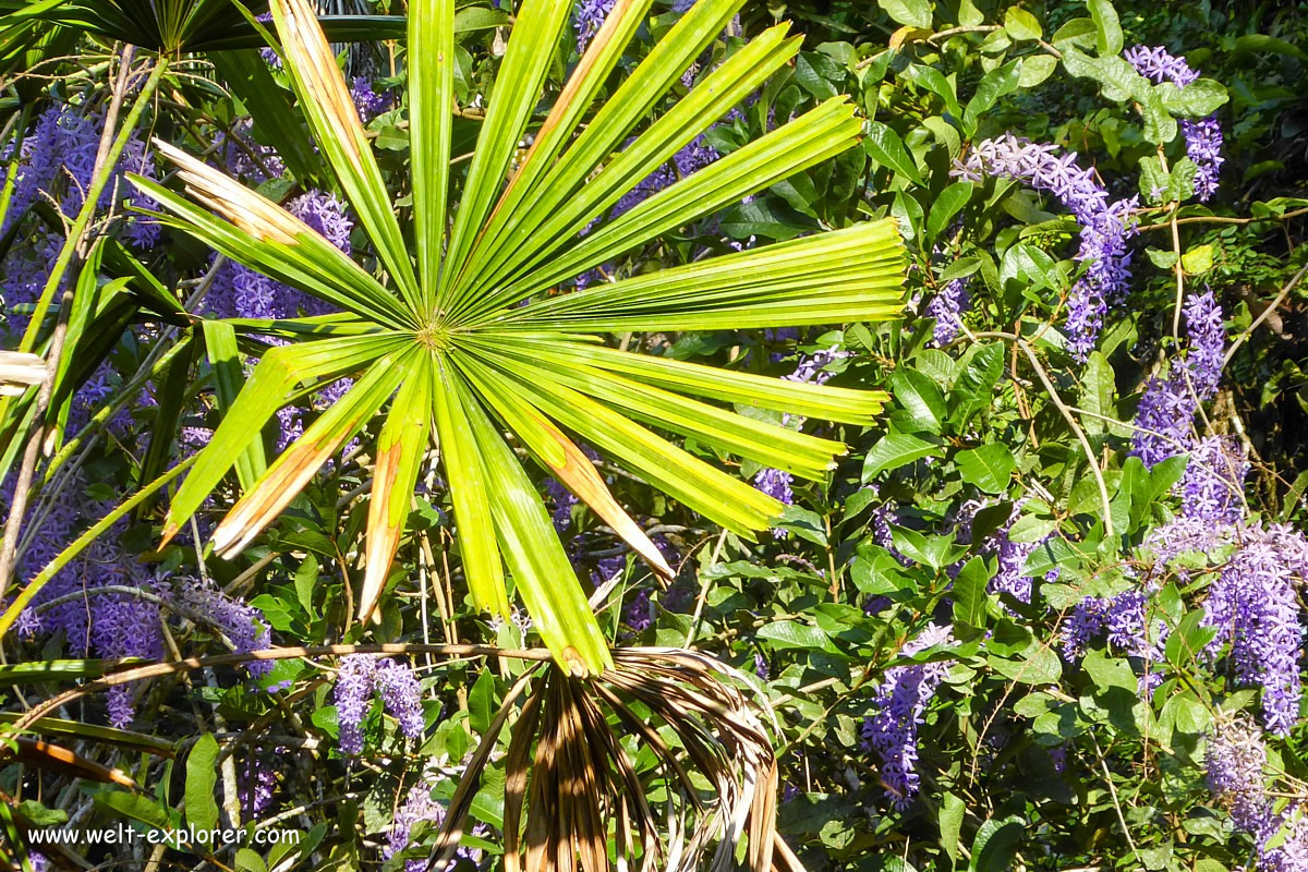 Vegetation im Dschungel