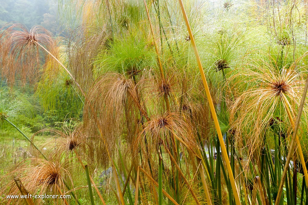 Vegetation im Regenwald