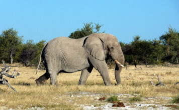 Afrika Namibischer Elefant gehört zu Afrikas Big Five