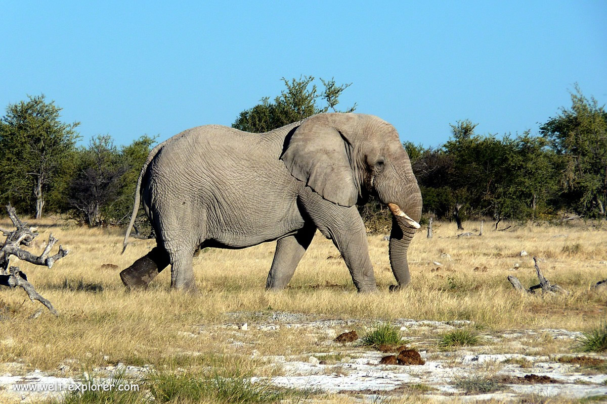 Namibischer Elefant gehört zu Afrikas Big Five