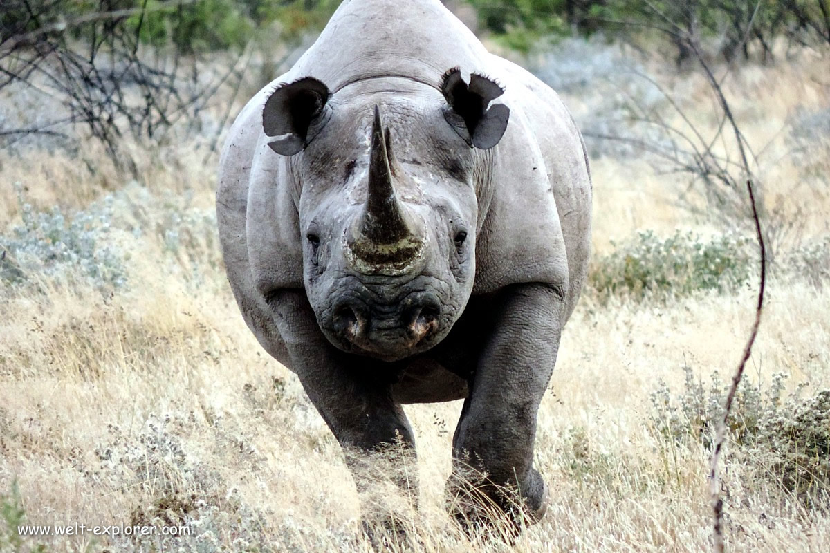 Nashorn gehört zu den Big Five