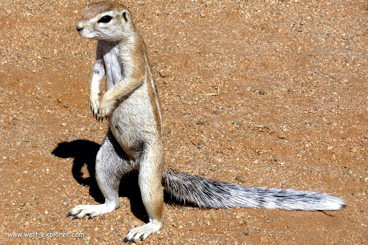 Erdmännchen in Namibia