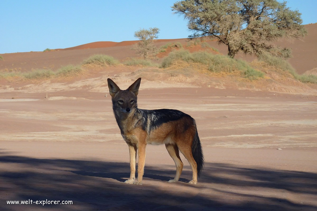 Fuchs in der Namib-Wüste