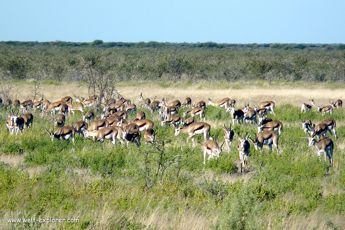 Gazellen im Etosha Nationalpark