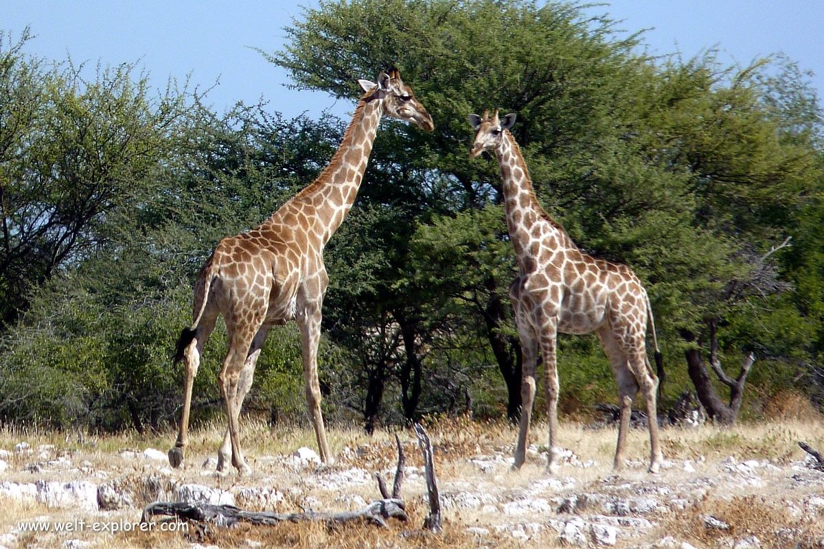 Giraffen im Etosha Nationalpark in Namibia