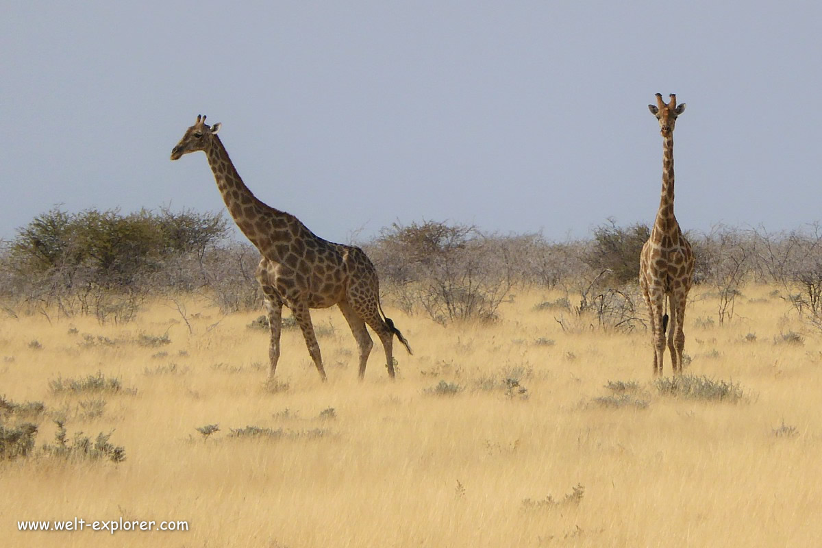 Giraffen auf Wildlife-Safari in Namibia