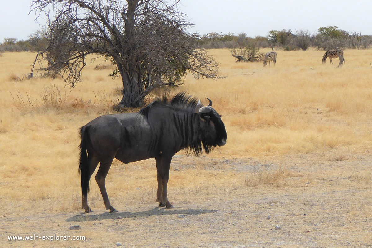 Gnu im Nationalpark