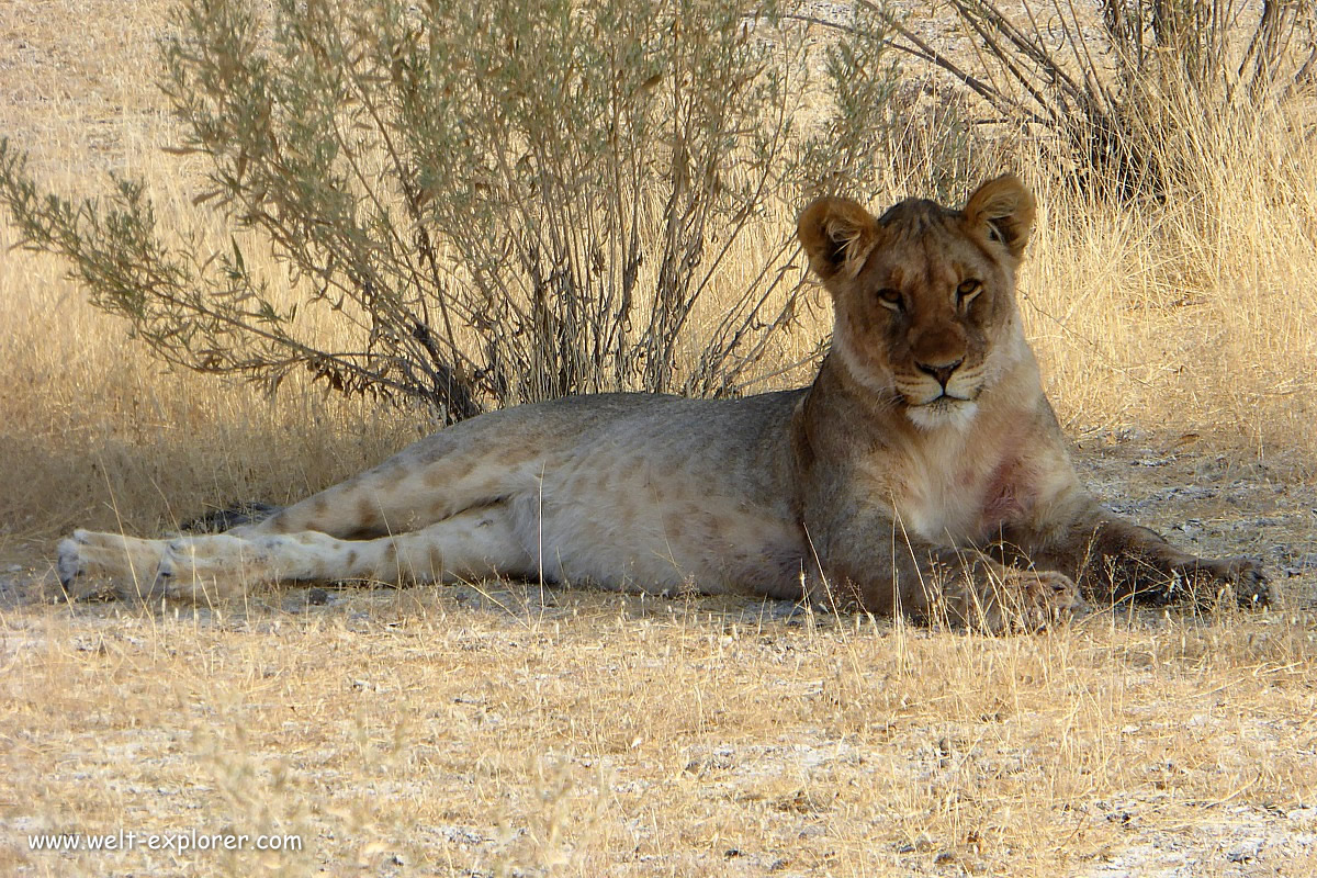 Löwe der König der Tierwelt in Namibia