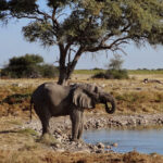 Etosha Nationalpark Wildlife Safari Wildlife Safari im Etosha Nationalpark in Namibia