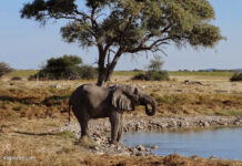 Etosha Nationalpark Wildlife Safari Wildlife Safari im Etosha Nationalpark in Namibia