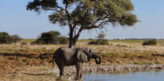 Etosha Nationalpark Wildlife Safari Wildlife Safari im Etosha Nationalpark in Namibia