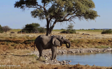 Etosha Nationalpark Wildlife Safari Wildlife Safari im Etosha Nationalpark in Namibia