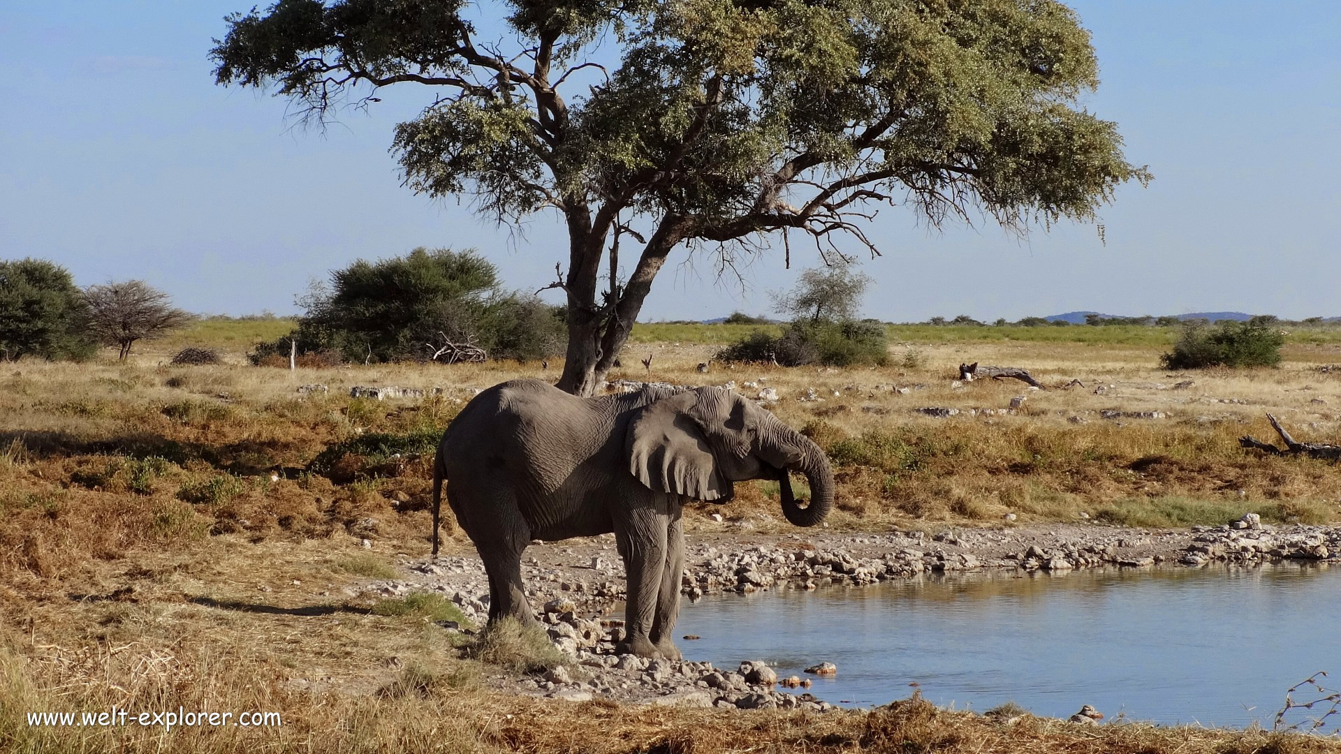 safari etosha nationalpark buchen