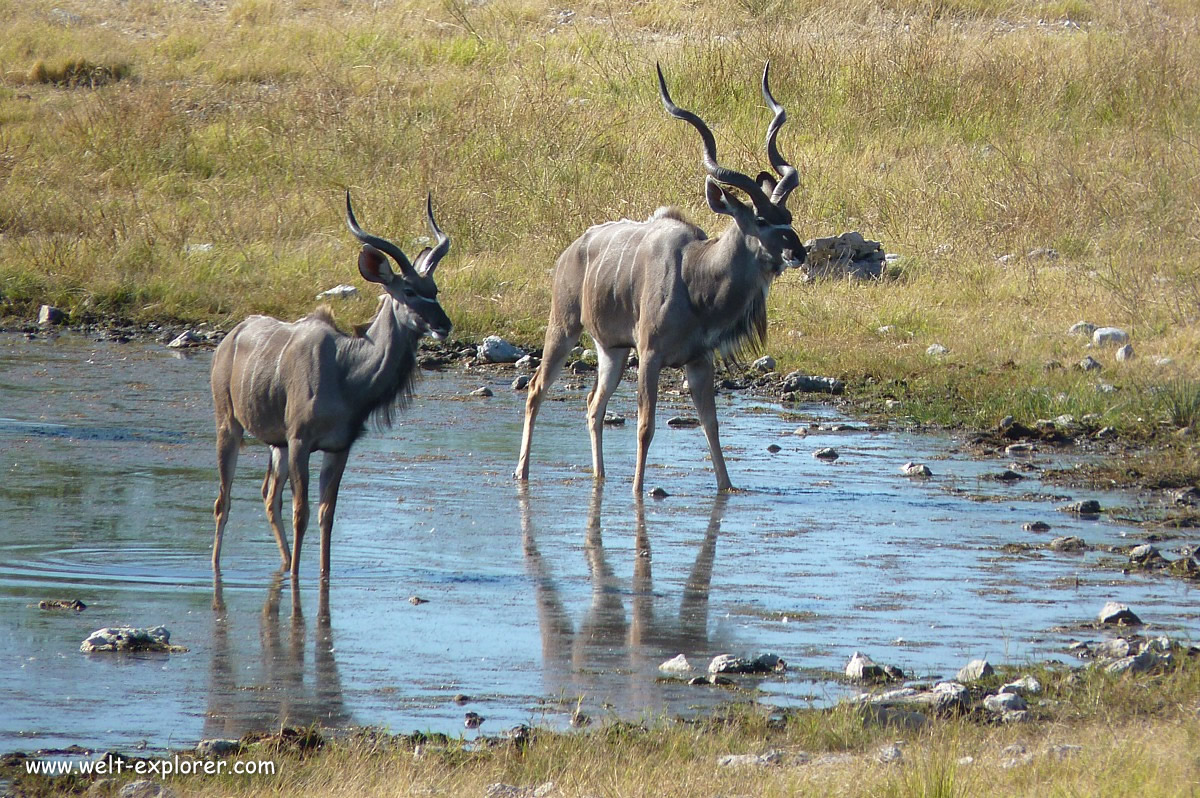 Kudu im Etosha