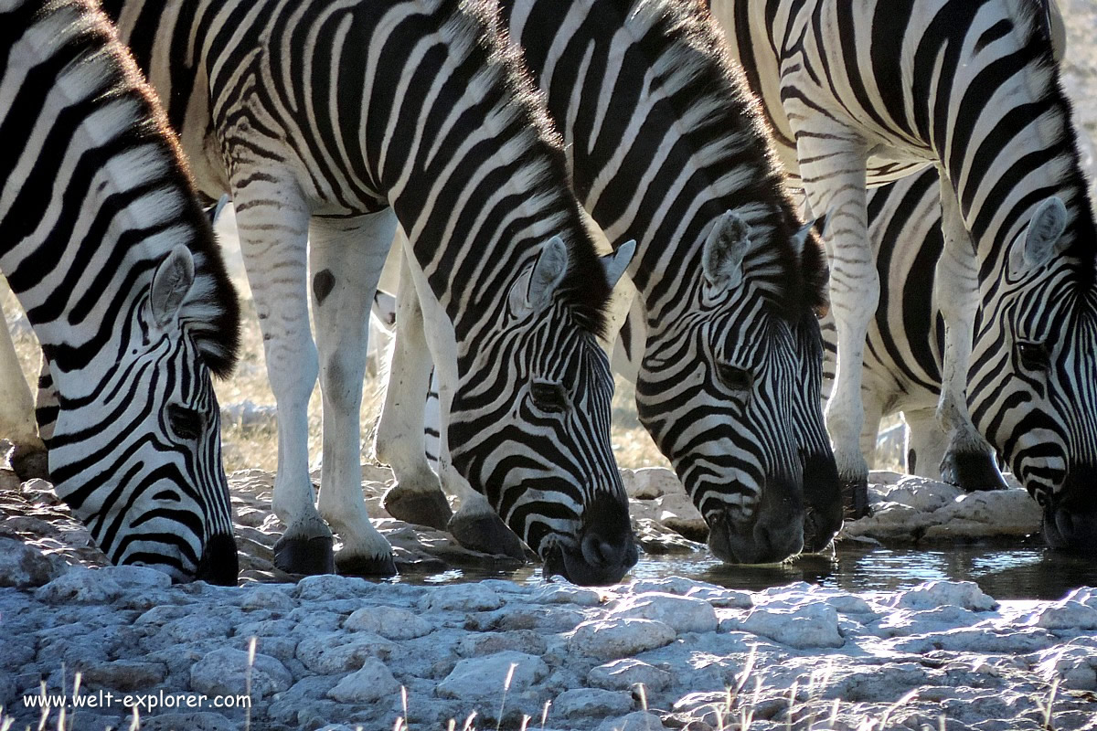 Zebras im namibischen Nationalpark